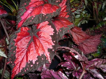 Begonia rex